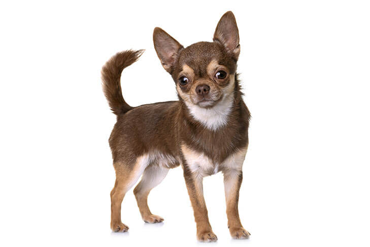 Chihuahua-standing-in-