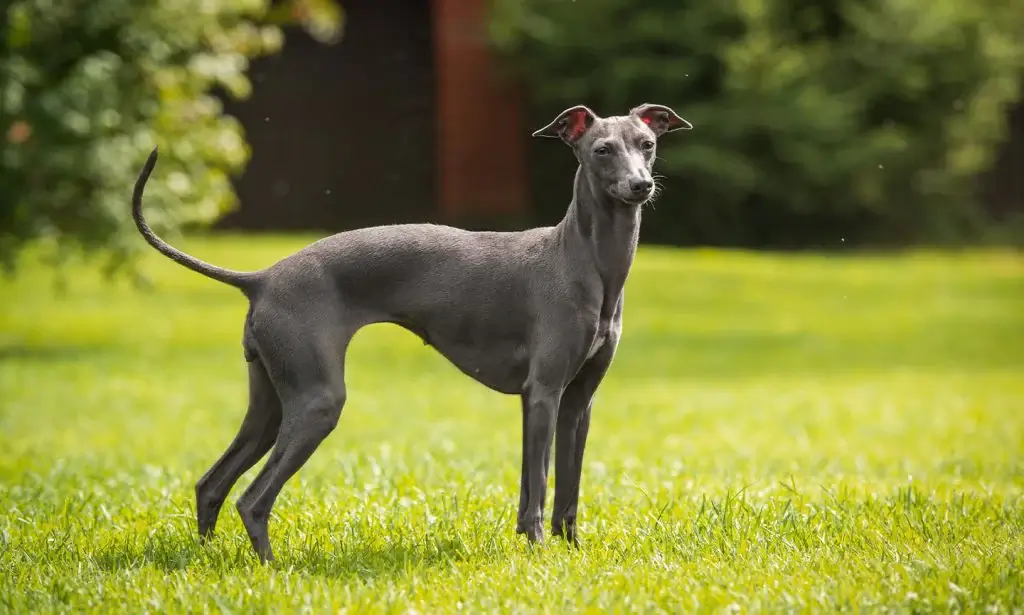 Italian Greyhound dog breed for seniors