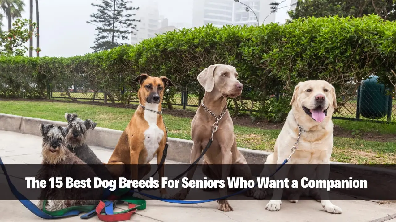 The 15 Best Dog Breeds For Seniors Who Want a Companion