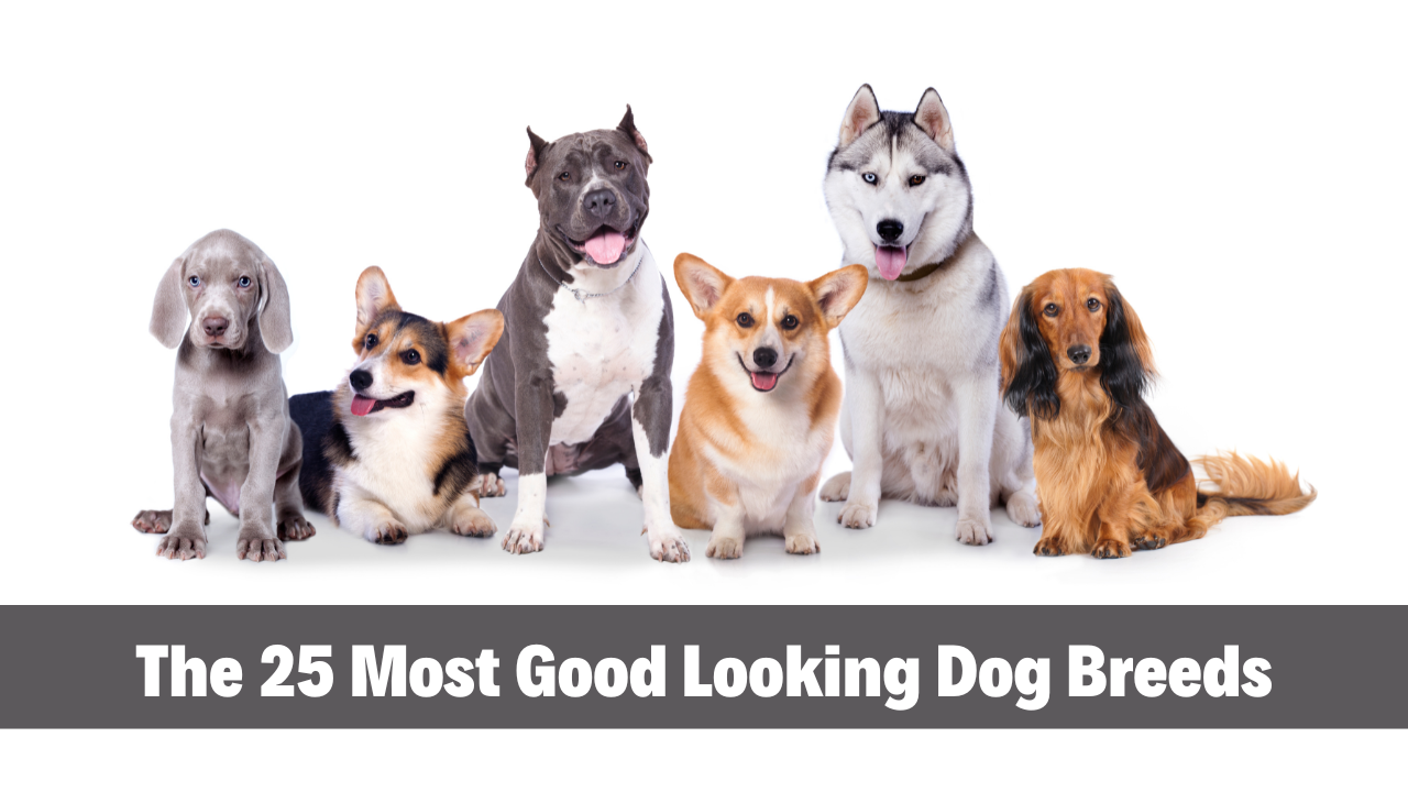 The 25 Most Good Looking Dog Breeds
