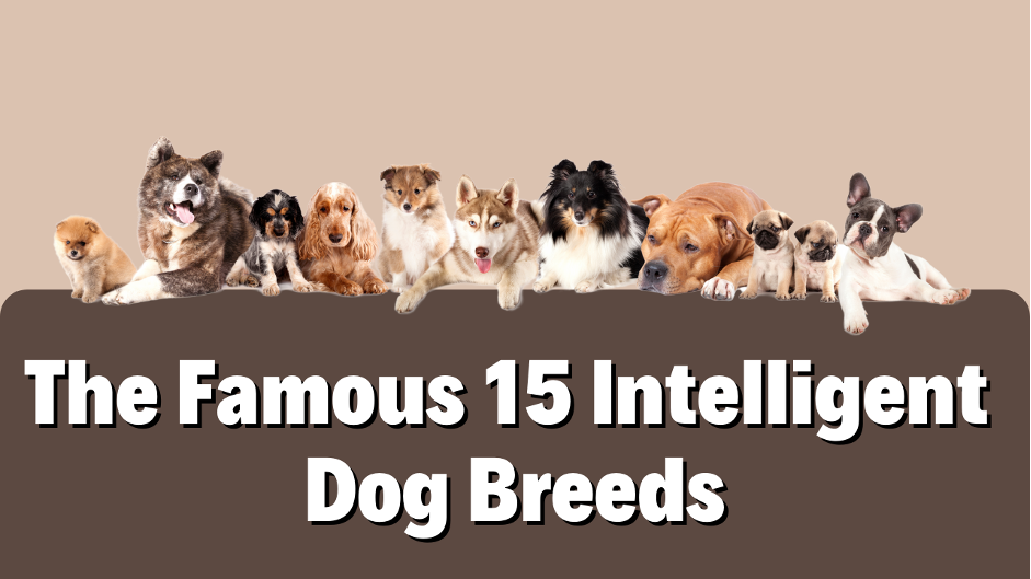 The Famous 15 Intelligent Dog Breeds
