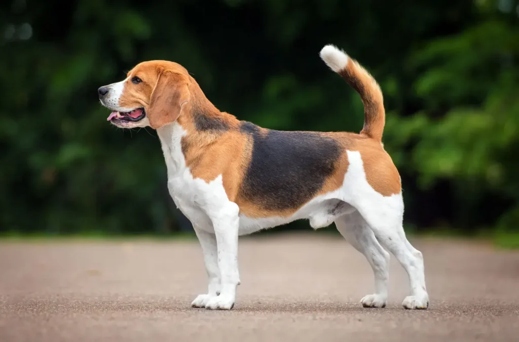 beagle-hound-dog